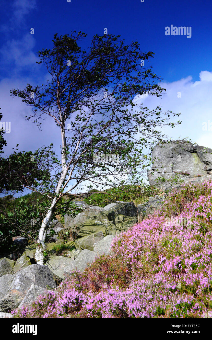 Heather Blumen Baslow hochkant im Peak District, Derbyshire England UK - Sommer Stockfoto