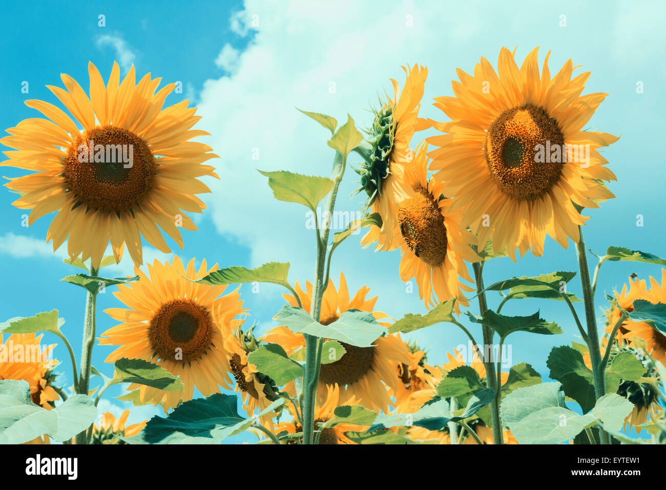 Feld mit Sonnenblumen. Stockfoto