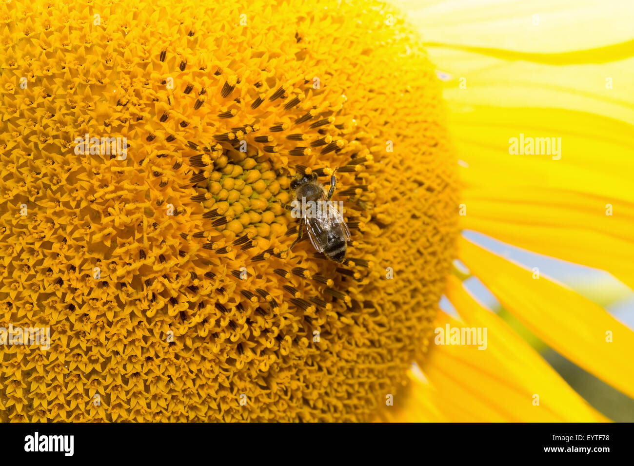Sonnenblume mit Biene hautnah. Stockfoto