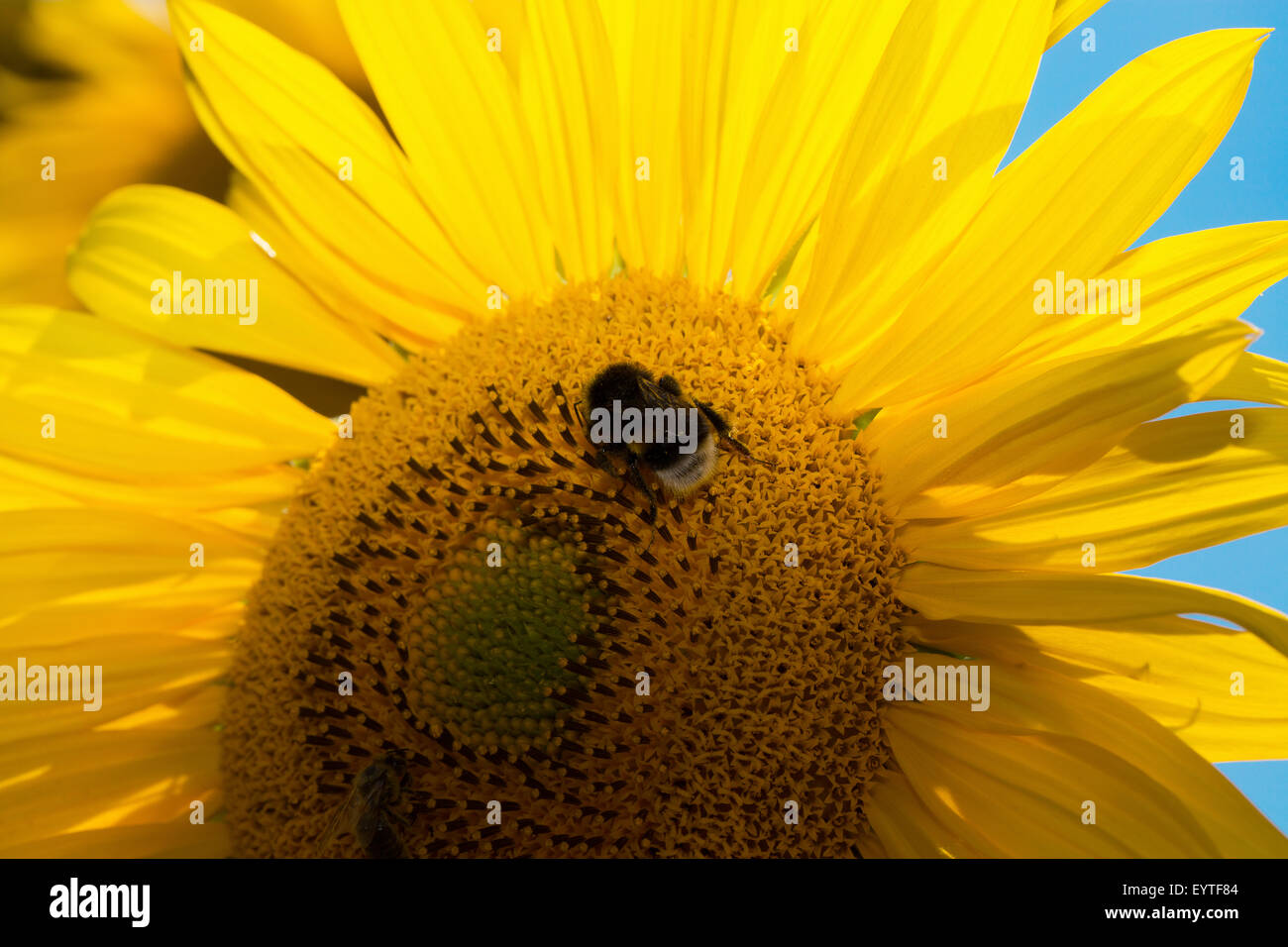 Sonnenblume mit Biene hautnah. Stockfoto
