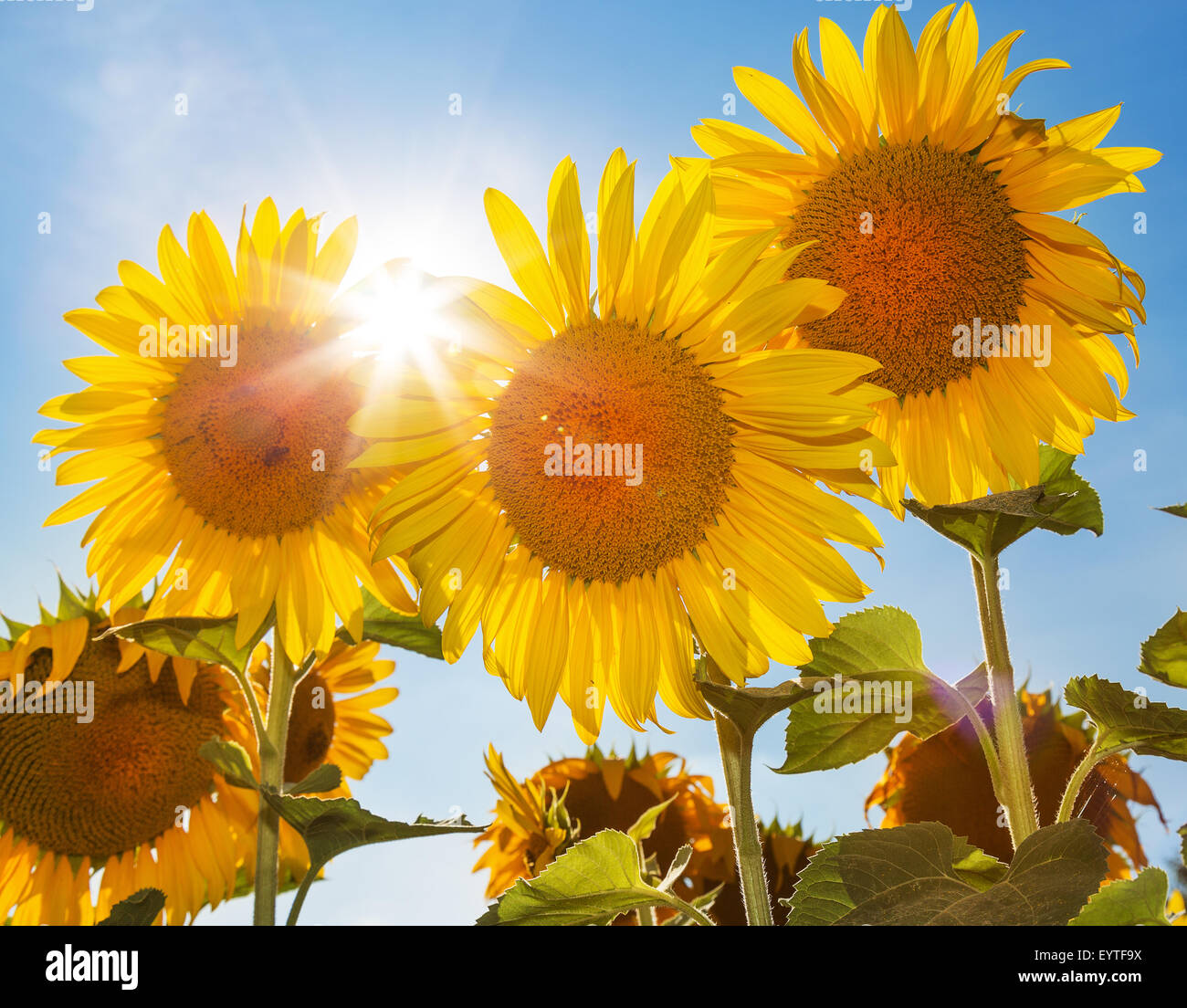 Sonnenblumen auf dem Himmelshintergrund. Stockfoto