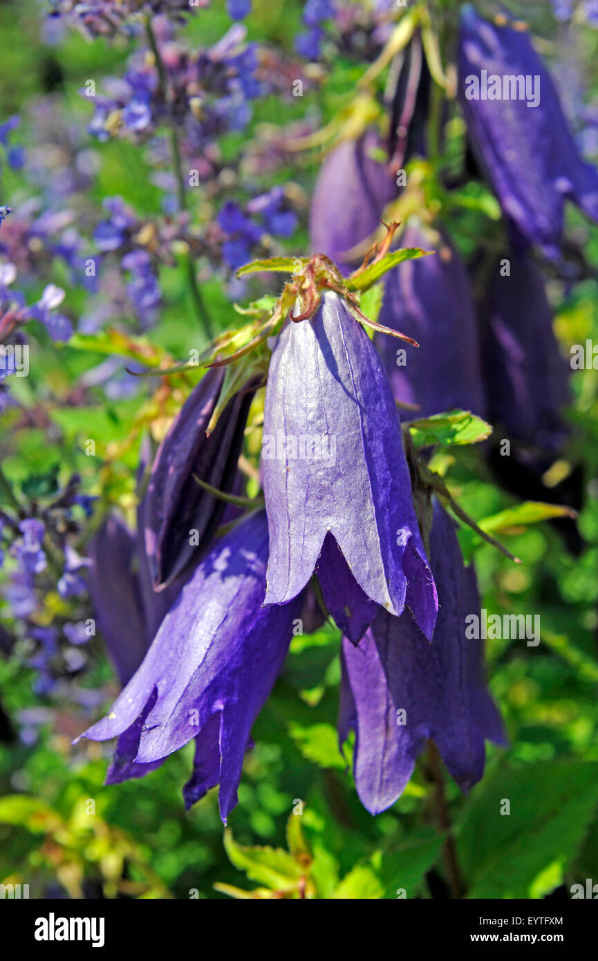 Hängende Blüte Trauben die punktierte Glockenblume Art Saraptro Stockfoto