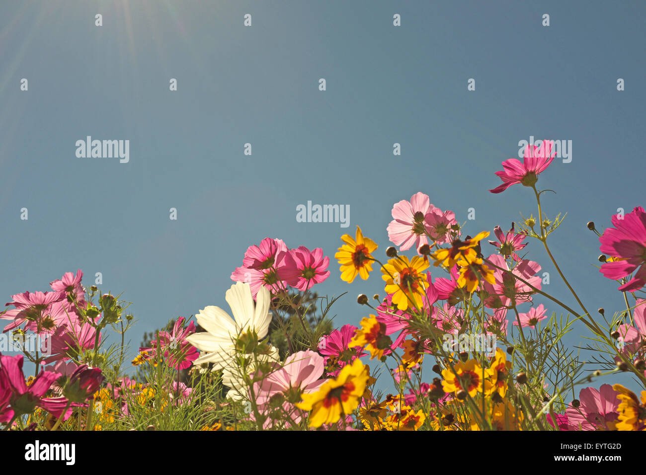 Ein Feld von Wildblumen wachsen entlang des Deschutes River in Oregon in der Nähe der Stadt Biegung im Juli. Stockfoto