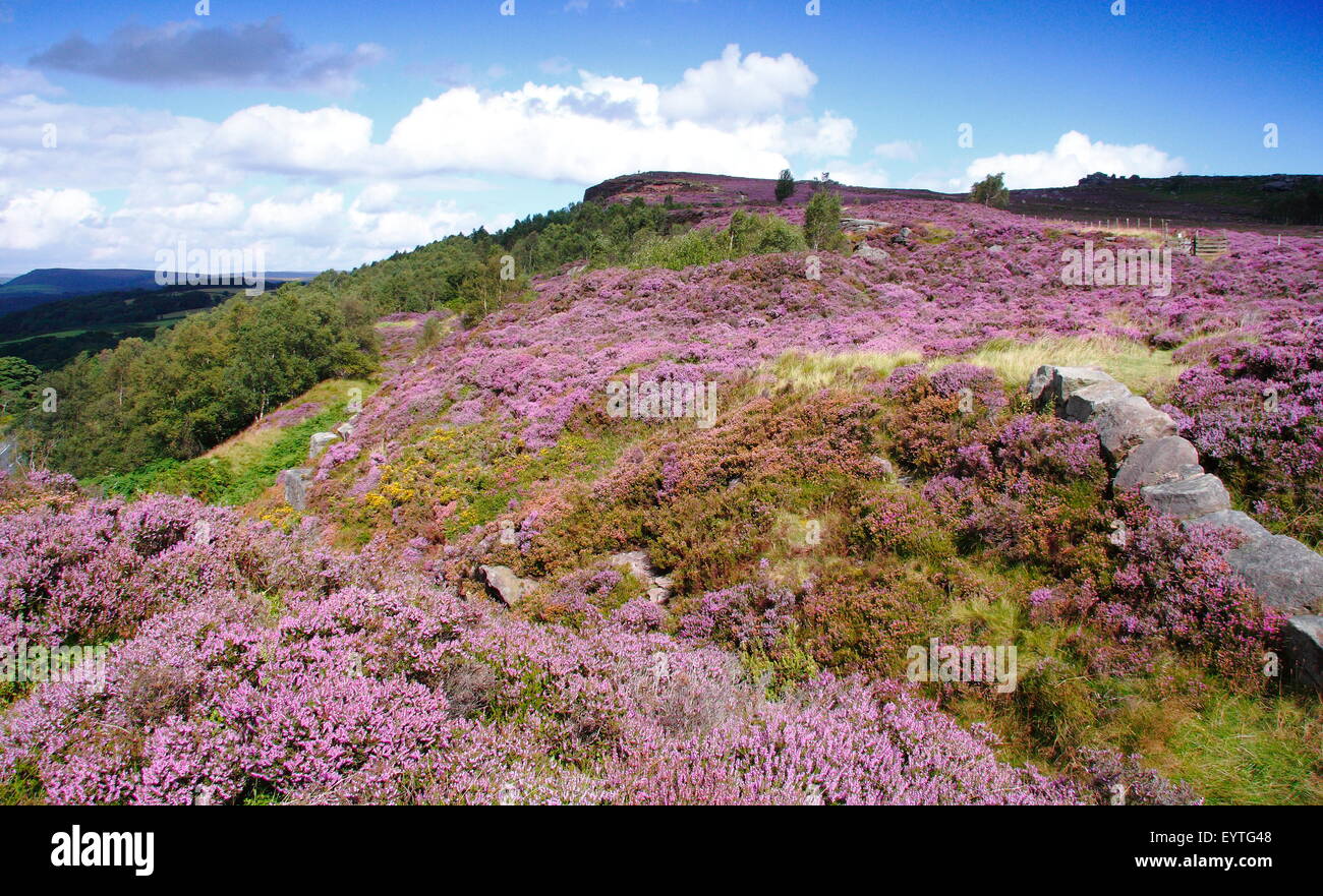 Heidekraut (Calluna Vulgaris) blüht in Moorland Mühlstein hochkant im Peak District National PArk, Derbyshire England UK Stockfoto