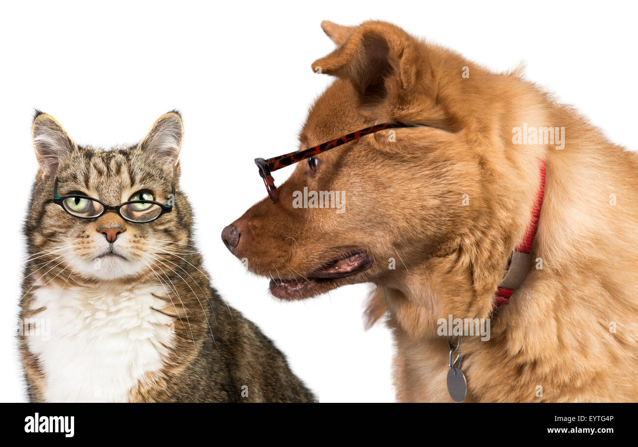 Katze und Hund mit Brille. Hund schaut die Katze. Stockfoto