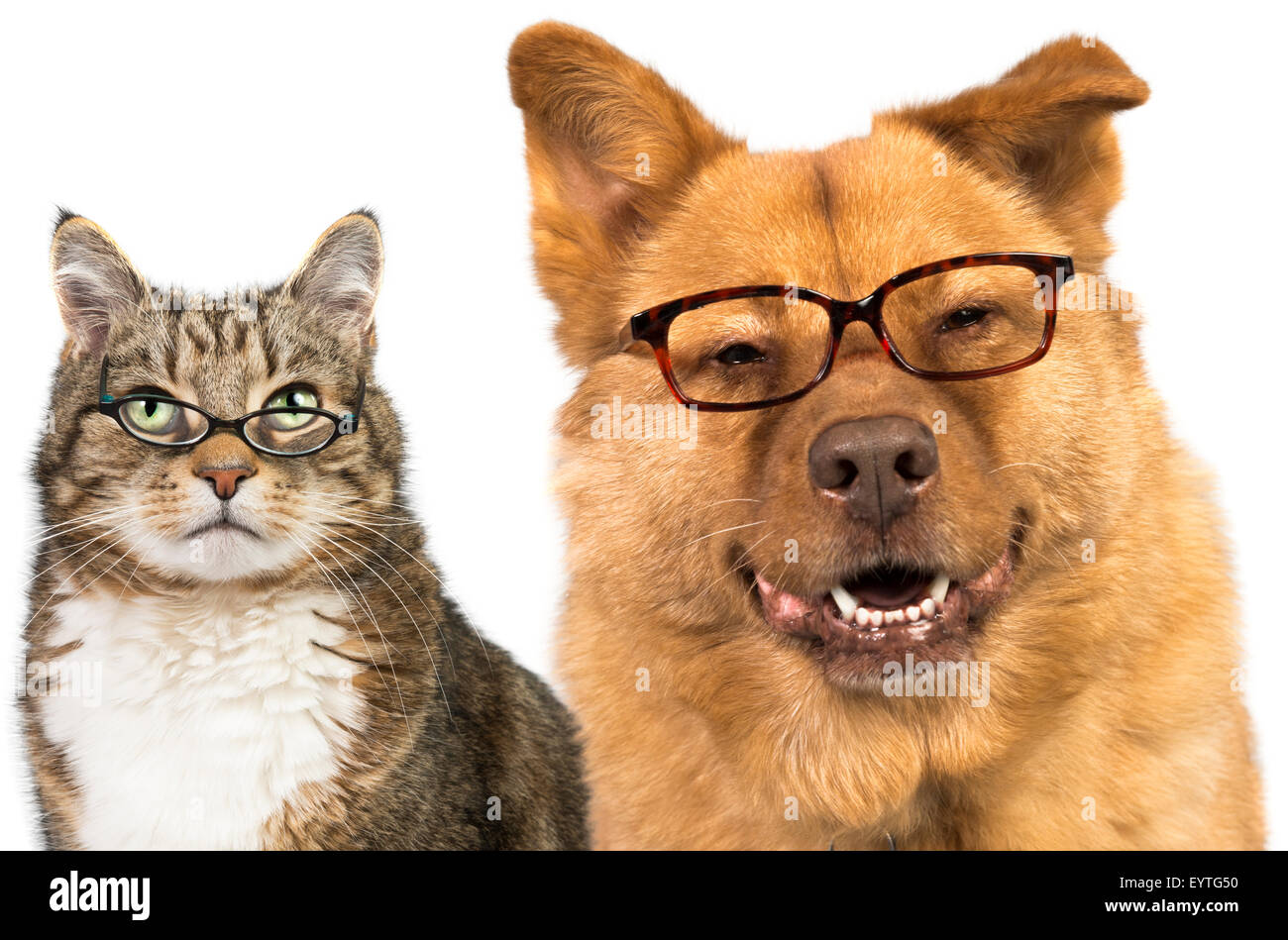 Hund und Katze auf weißem Hintergrund mit Brille Stockfoto