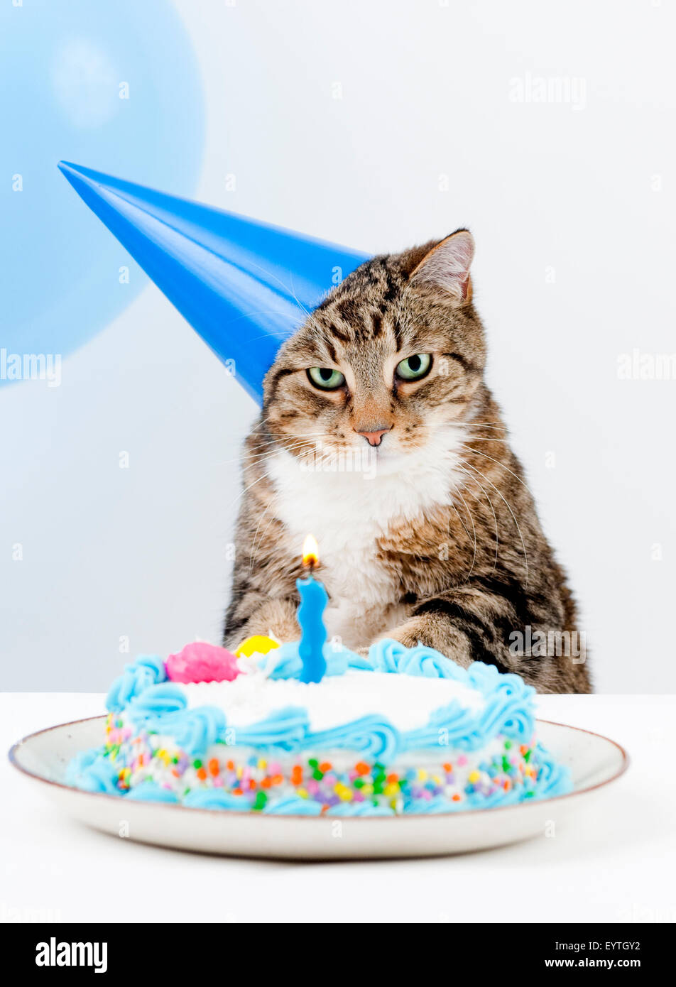 Katze Happy Birthday Party Stockfoto Bild 85977334 Alamy