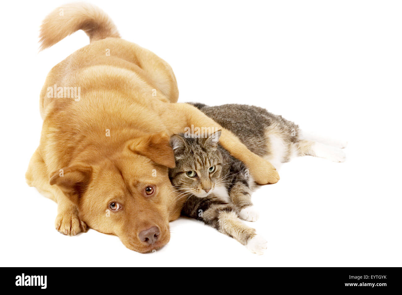 Hund und Katze auf weißem Hintergrund Stockfoto