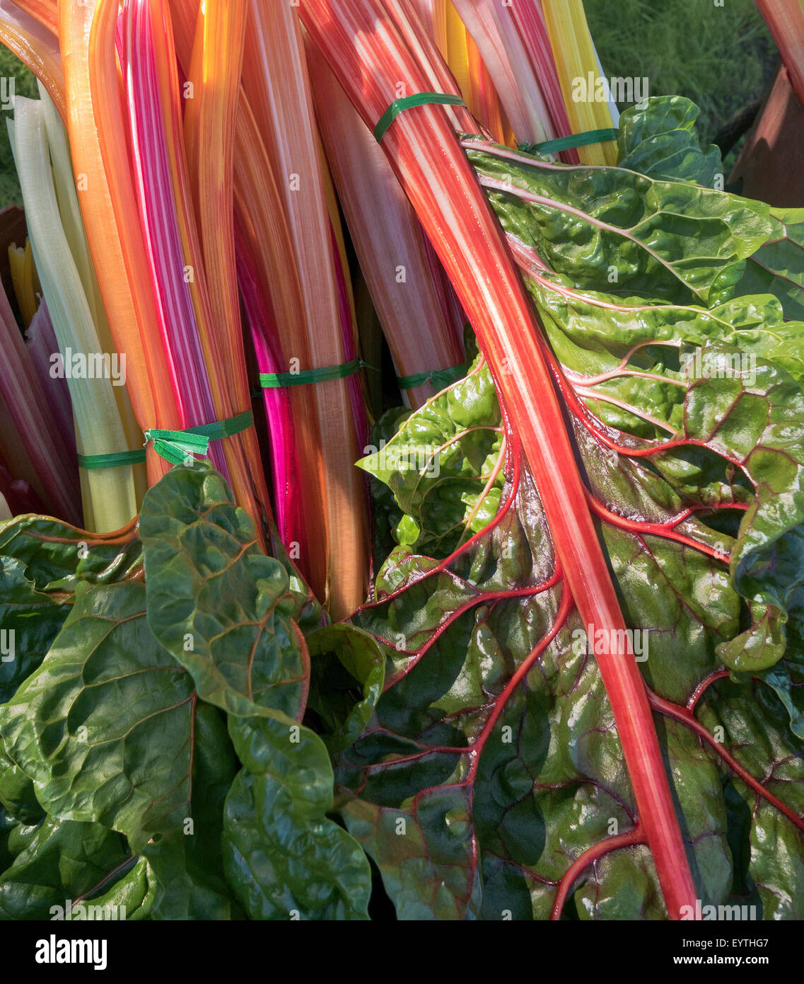 Geernteten Organic Rainbow Mangold "Beta Vulgaris". Stockfoto