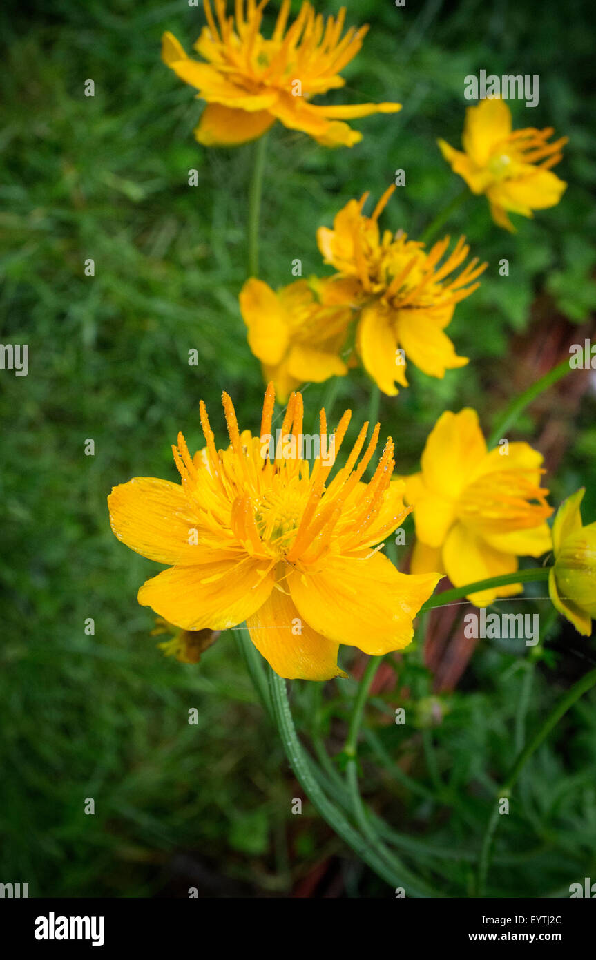 Globeflower, Trollblume, Trollblume Chinensis, Stockfoto