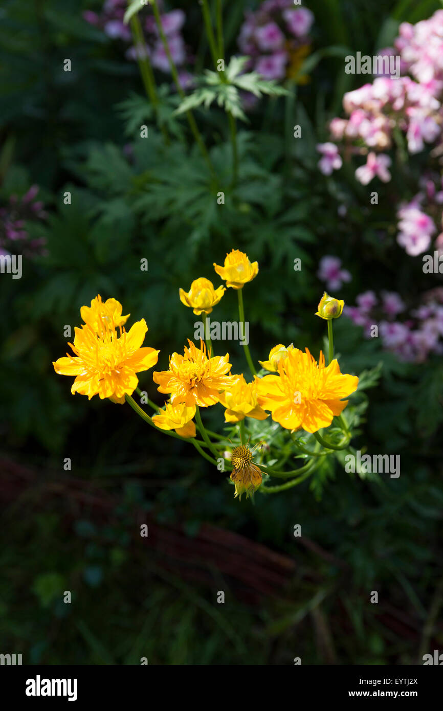 Globeflower, Trollblume, Trollblume chinensis Stockfoto