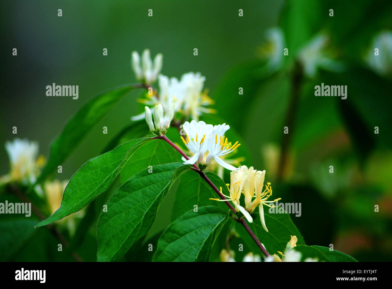 Blütenpracht auf dem Ast eines wilden Busch. Stockfoto