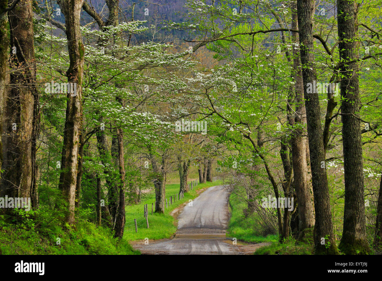 Sparks Lane, Cades Cove, tolle Smoky Mountains National Park, Tennessee, USA Stockfoto