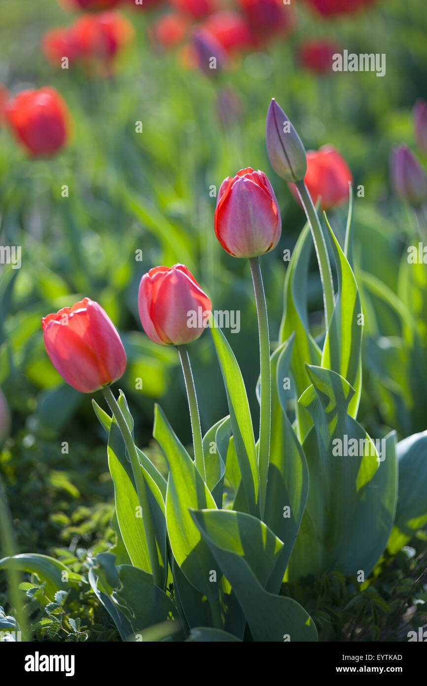 Bett von Tulpen mit roten Tulpen Stockfoto