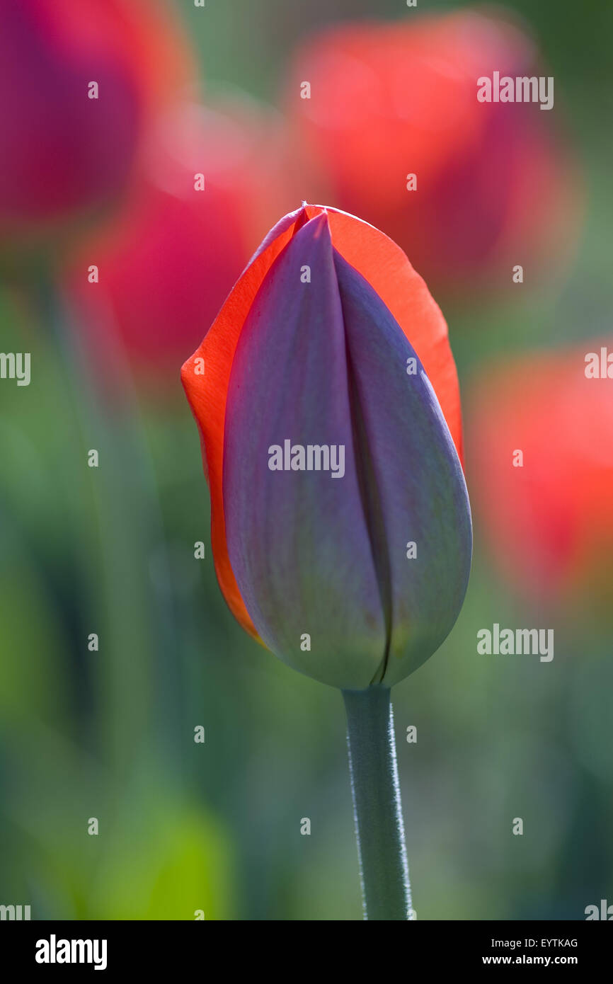 rote Tulpe Blüte geschlossen Stockfoto