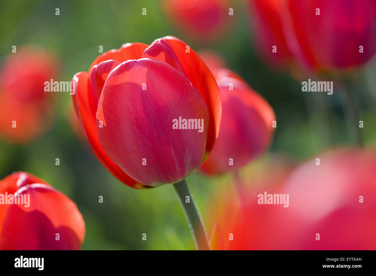 Bett von Tulpen mit roten Tulpen, detail Stockfoto