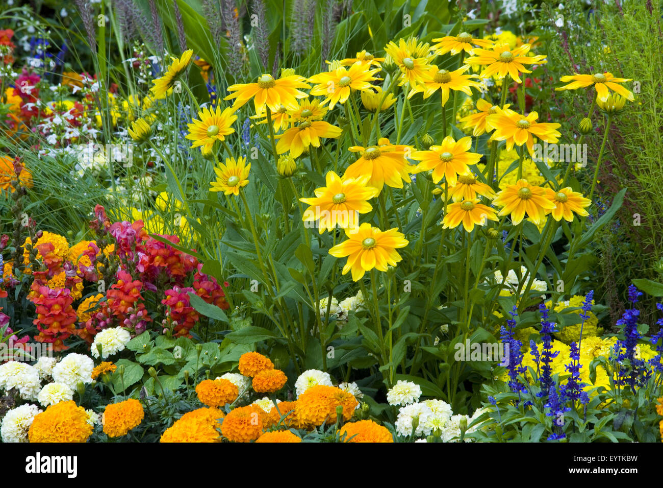 Sonnenhut, Gartenblumen, Nahaufnahme Stockfoto