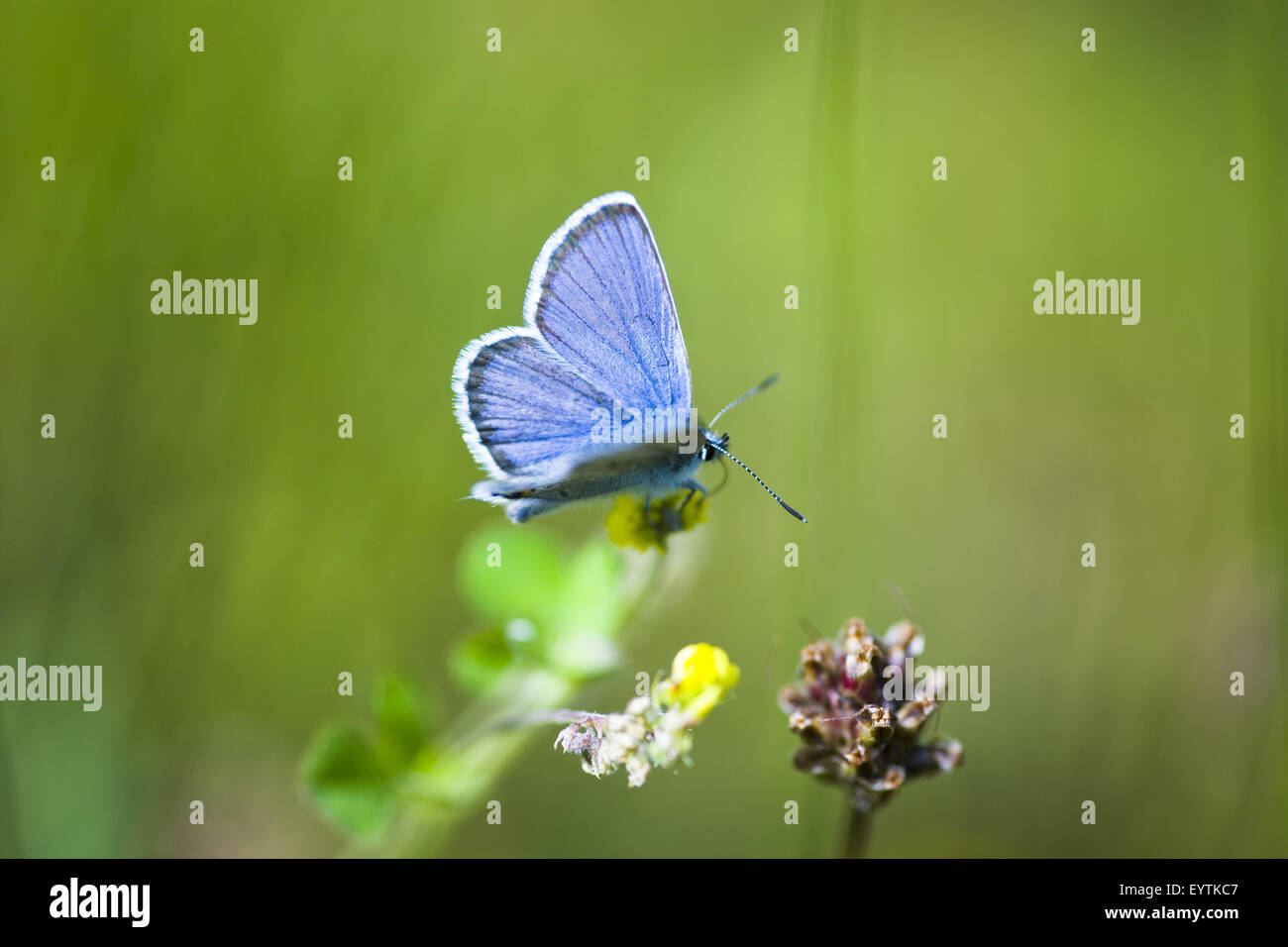 Hauchdünn-winged Schmetterlinge (Lycaenidae) auf einer Wiese Stockfoto