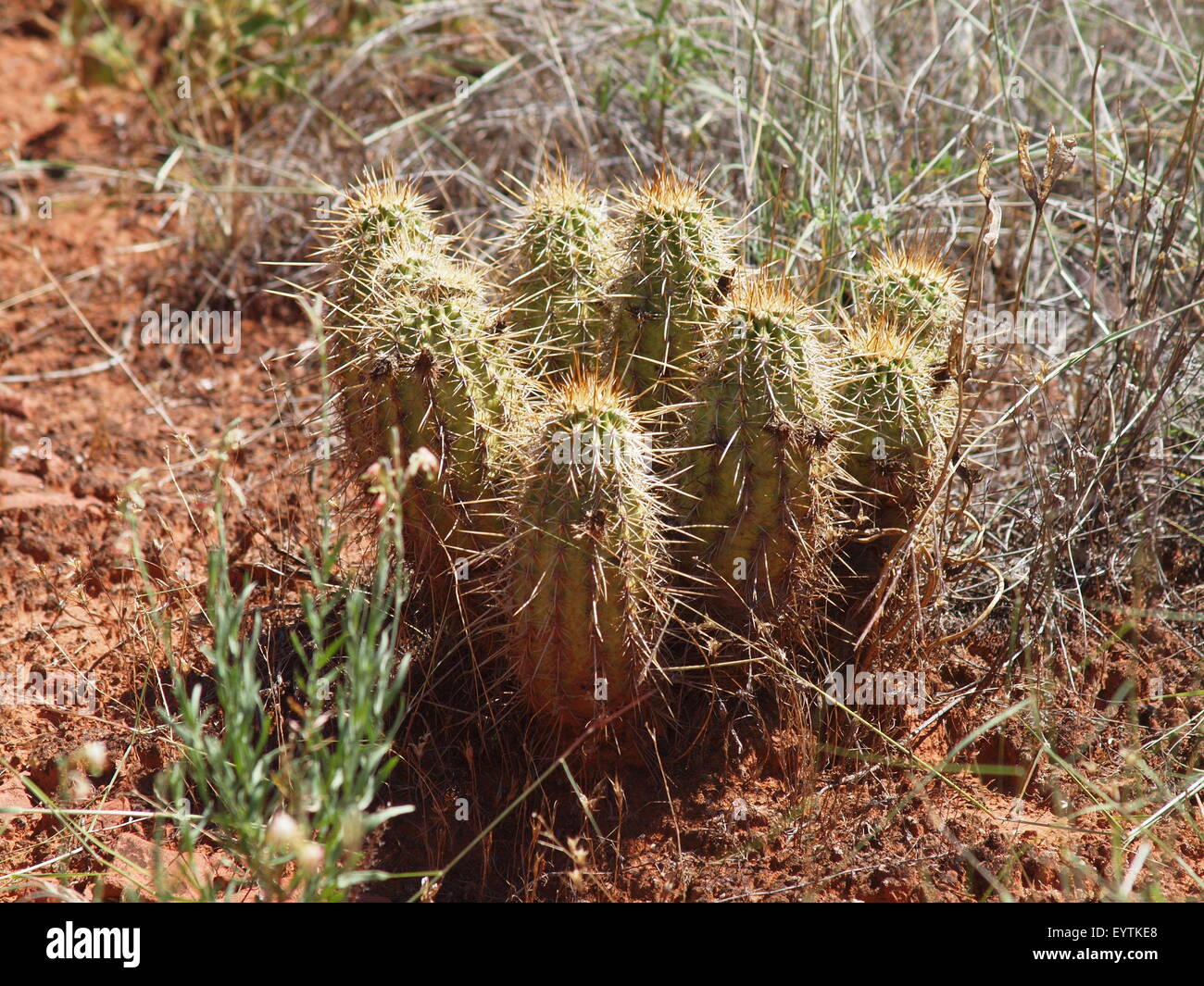 Arizona-Kaktus Stockfoto