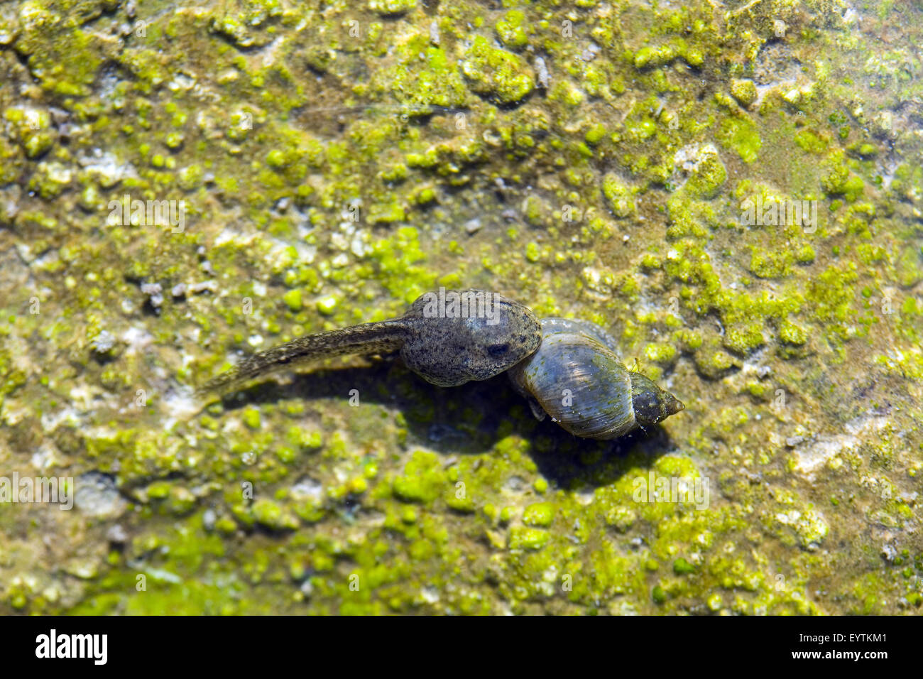 Kaulquappe und Wasser Schnecke im Teich Stockfotografie Alamy