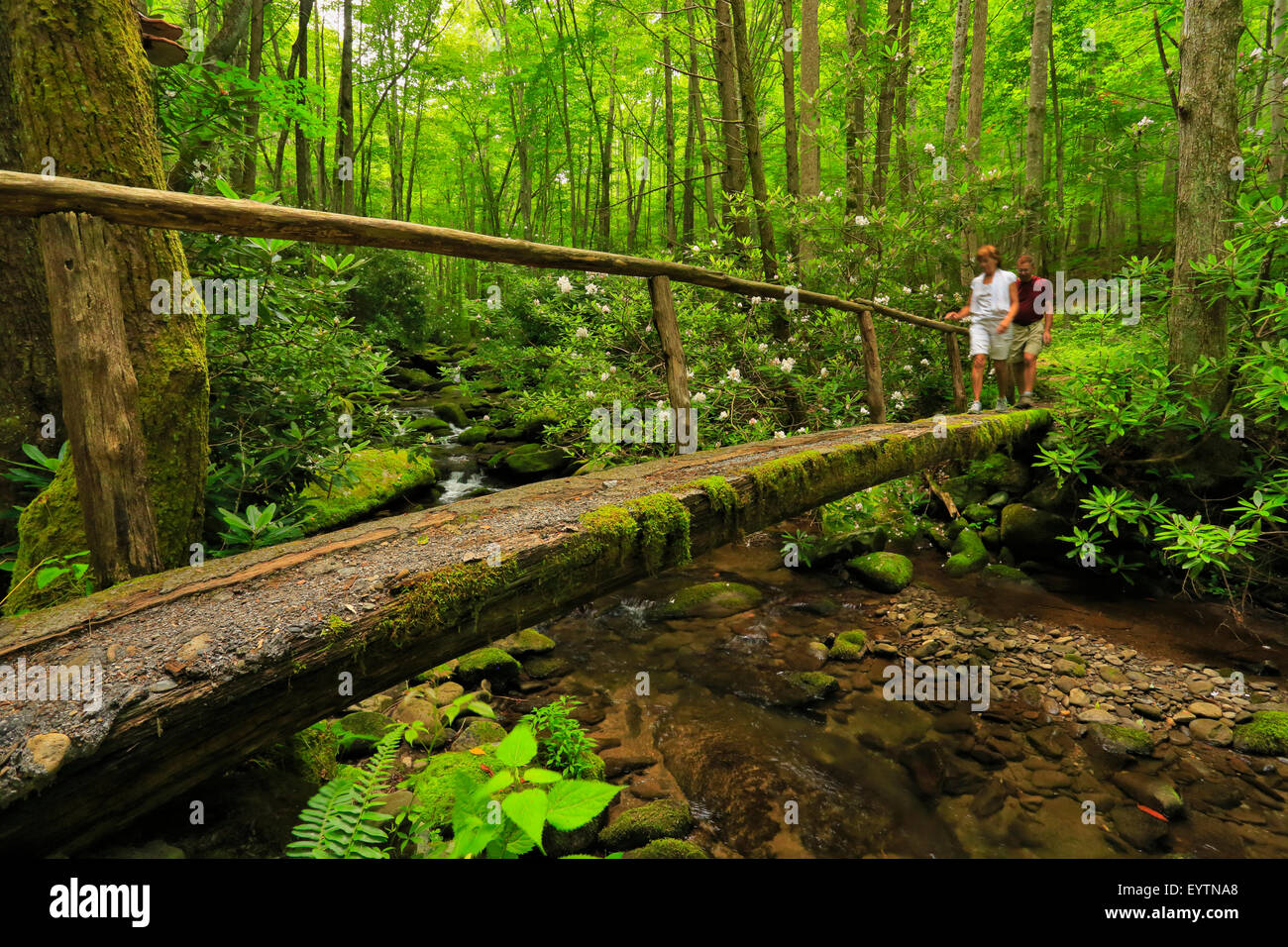 Meigs Bergweg, Great Smoky Mountains National Park, Tennessee, USA Stockfoto