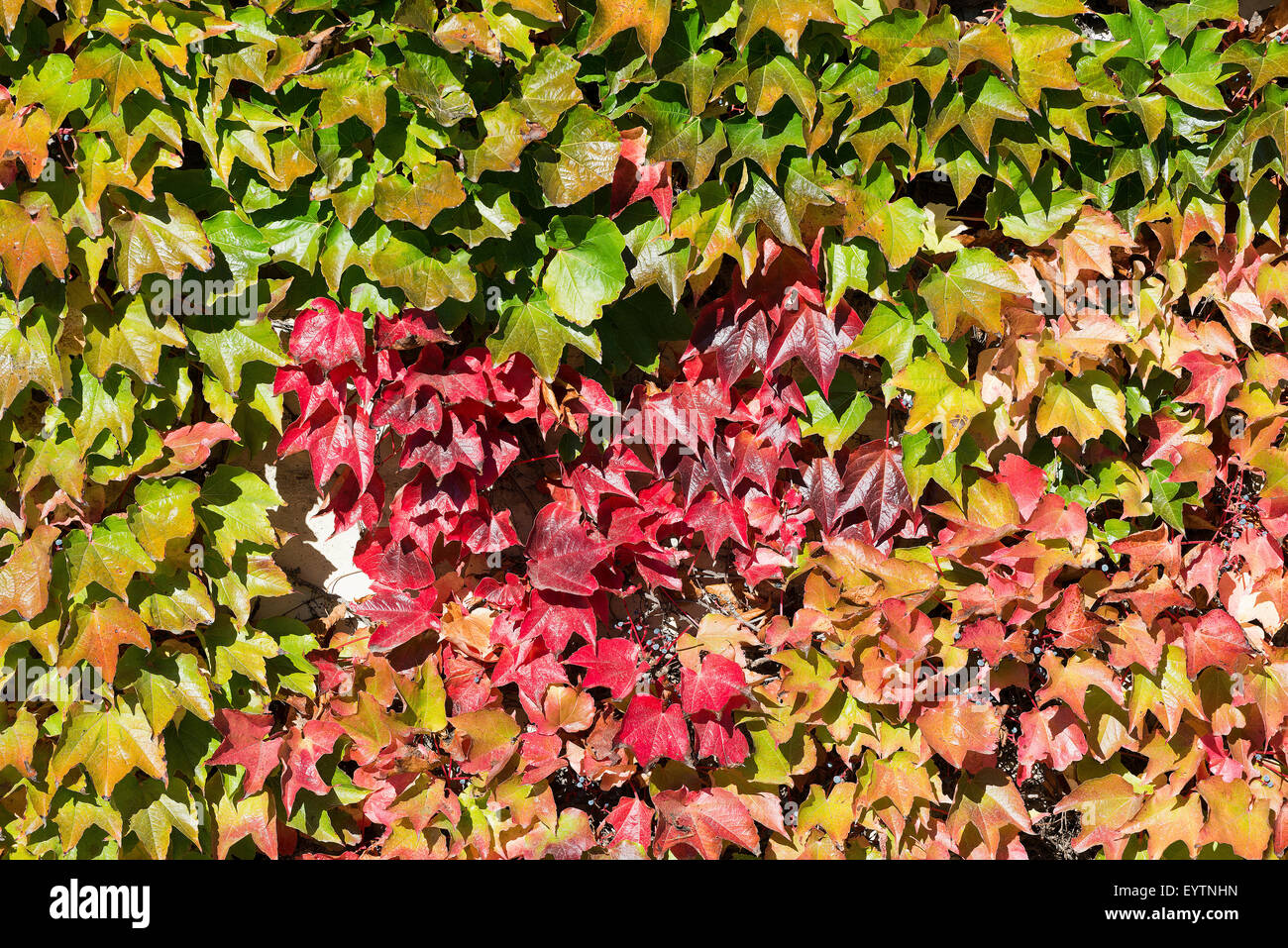 Wand des Partenocissus Tricuspidata im Herbst. Stockfoto