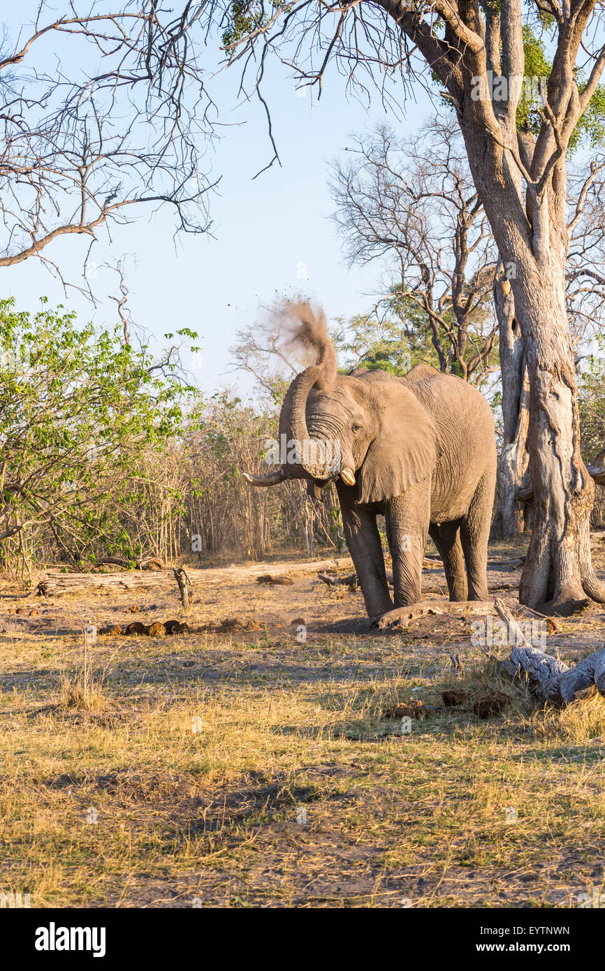 Safari big Five Tierbeobachtungen: afrikanischer Bush Elefant (Loxodonta Africana) mit Staub baden, nördlichen Zarafa, Okavango Delta, Botswana, Südafrika Stockfoto