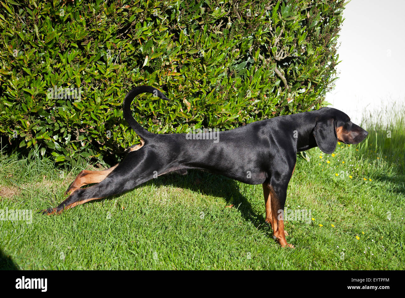Ein schwarzer Hund, Ogar (Ogar Polski), Dehnung Stockfoto, Bild