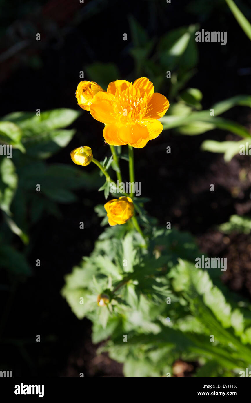 Gelbe Globeflower, Trollblume chinensis Stockfoto