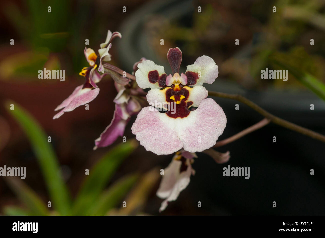 Tolumnia Papagei Orchidee, botanische Gärten, Rio De Janeiro, Brasilien Stockfoto