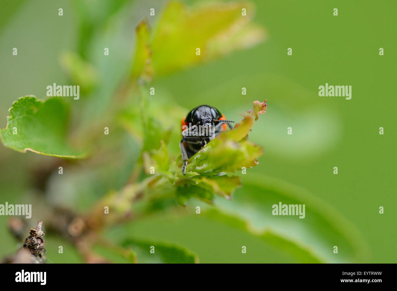 Blattkäfer Clytra Laeviuscula, Blätter, Frontal, Stockfoto