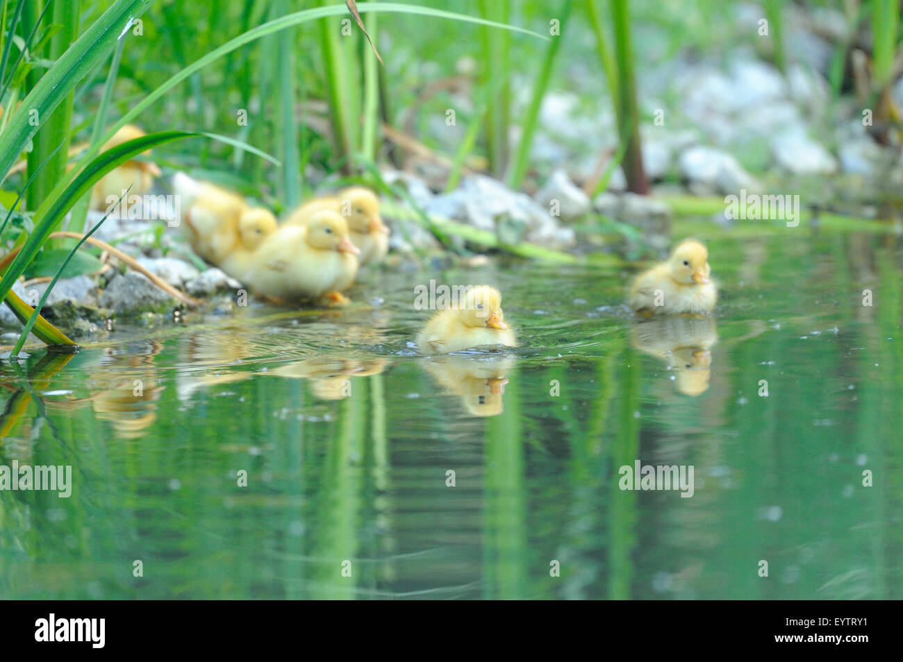 Hausenten, Anas Platyrhynchos Domestica, Jungvögel, Wasser, Schwimmen Stockfoto