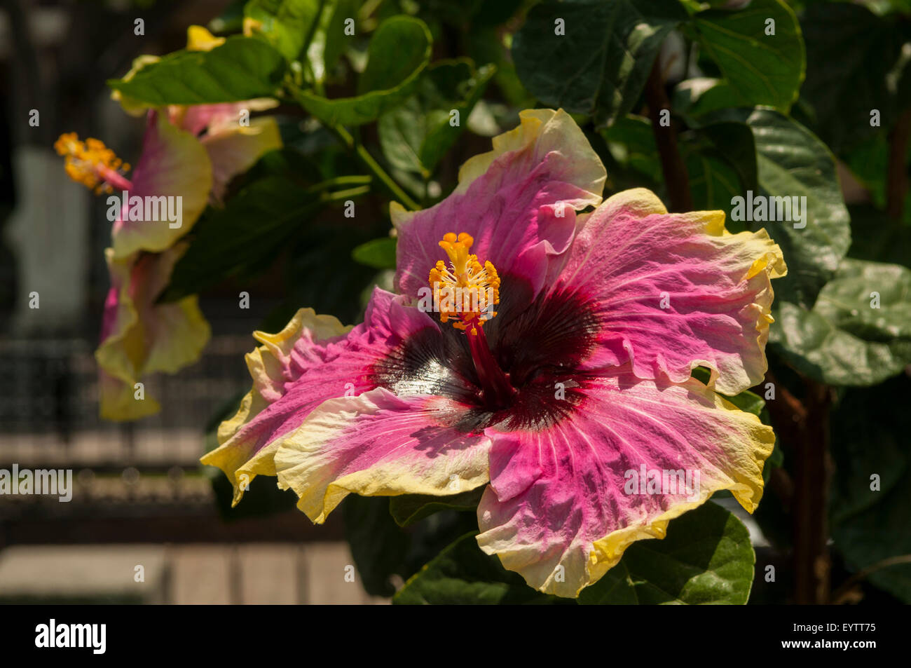 Hibiscus Rosa-Sinensis in Jardin Hidalgo, Tlaquepaque, Mexiko Stockfoto