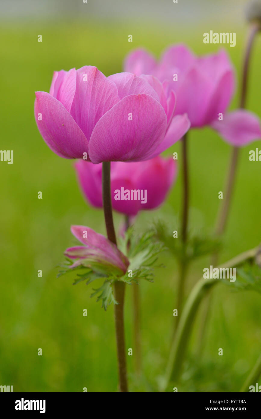 Spanische Ringelblume, Anemone Coronaria, Blüten, Blüte Stockfoto