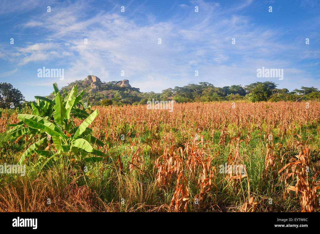 (Mais) Maisfelder in der Cuanza Sul Provinz Angolas bei Sonnenaufgang Stockfoto
