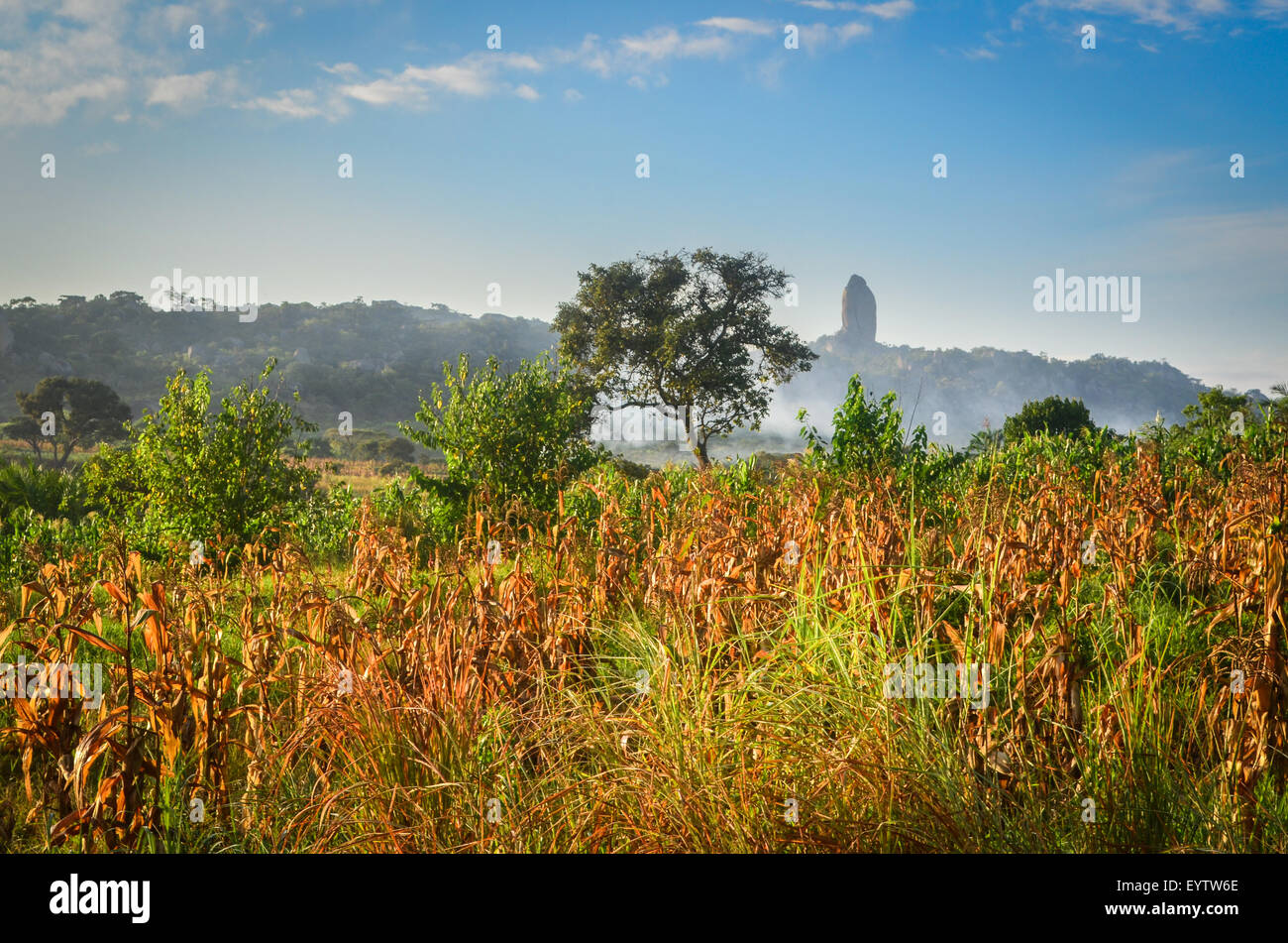 (Mais) Maisfelder in der Cuanza Sul Provinz Angolas bei Sonnenaufgang Stockfoto