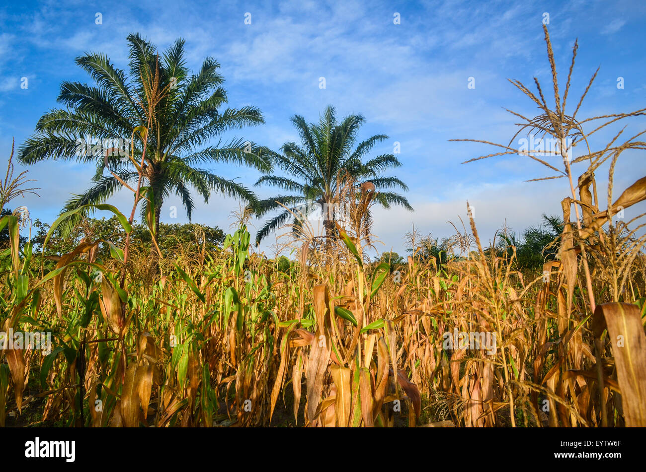 (Mais) Maisfelder in der Cuanza Sul Provinz Angolas bei Sonnenaufgang und Palmen dazwischen Stockfoto