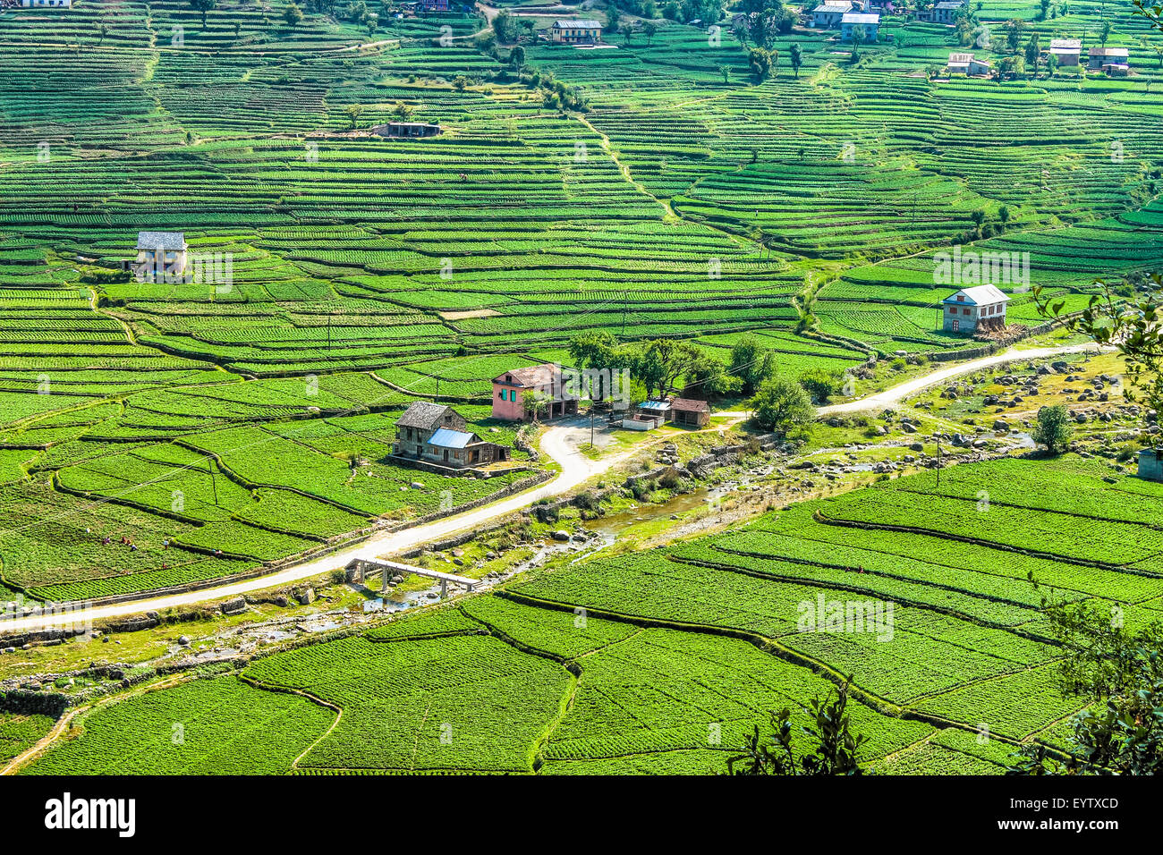 Landschaft der schönen grünen Kartoffel Felder oder Ackerland auf terrassierten Highland an Daman, palung, Nepal Stockfoto