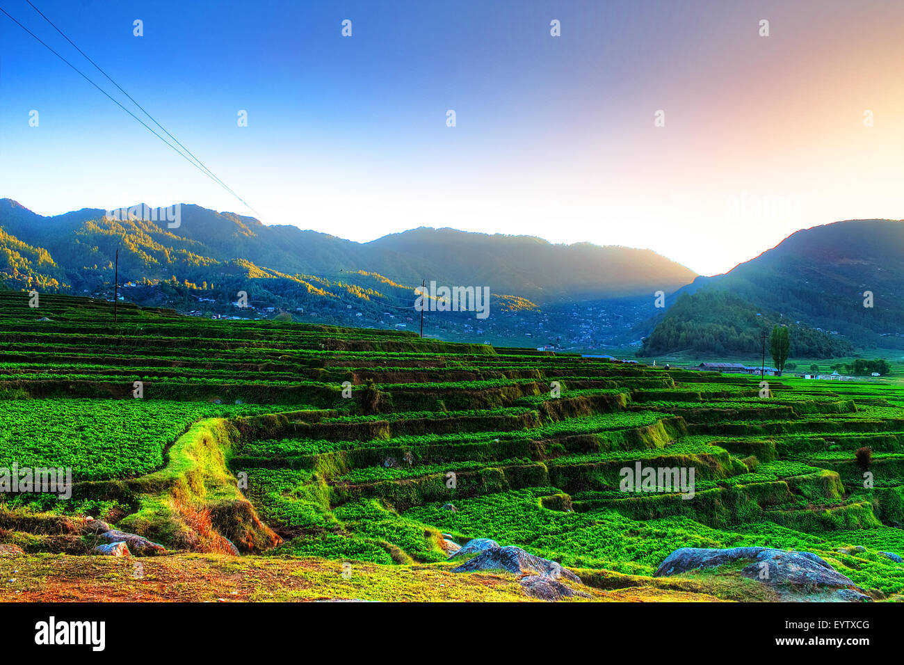 Landschaft der schönen grünen Kartoffel Felder oder Ackerland auf terrassierten Highland an Daman, palung, Nepal Stockfoto