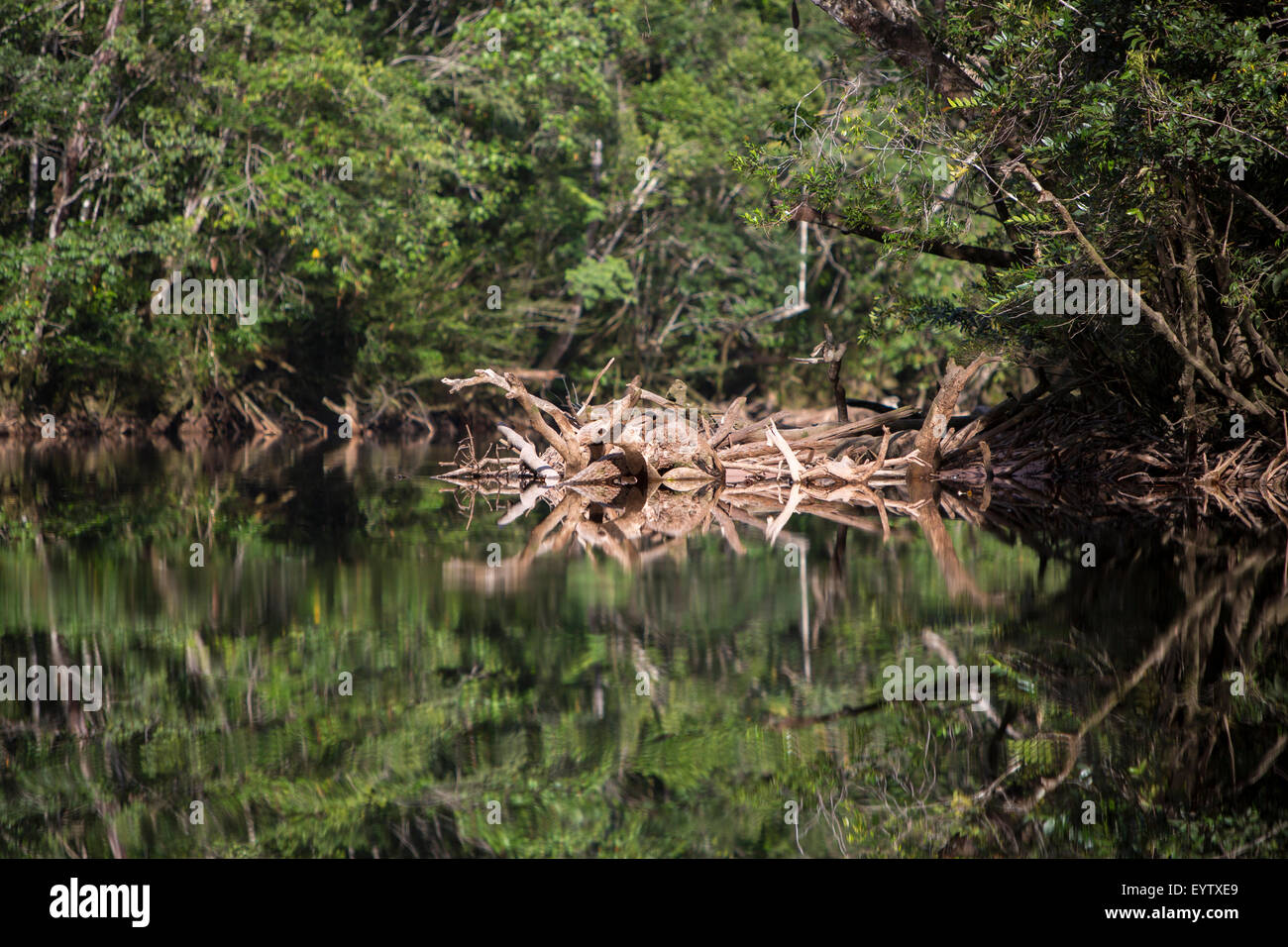 Gruppe von Holz und Ästen schwimmt auf dem Fluss am späten Nachmittag im Nationalpark Canaima, Bundesstaat Bolivar. Venezuela Stockfoto
