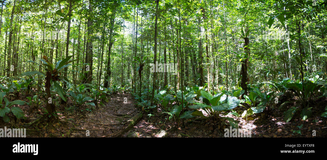 Panorama der tiefgrünen Dschungel Wald auf dem Weg zum Salto Angel im Canaima-Nationalpark, Venezuela. Stockfoto