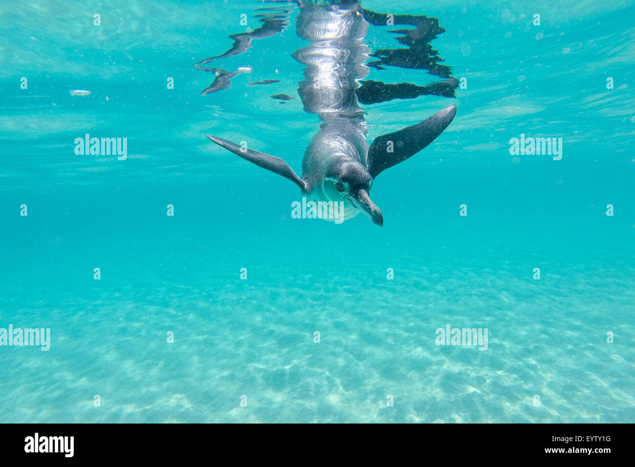 Nahaufnahme von einer kleinen Galápagos-Pinguin Schwimmen unter Wasser. Galapagos Insel. Ecuador-2015 Stockfoto
