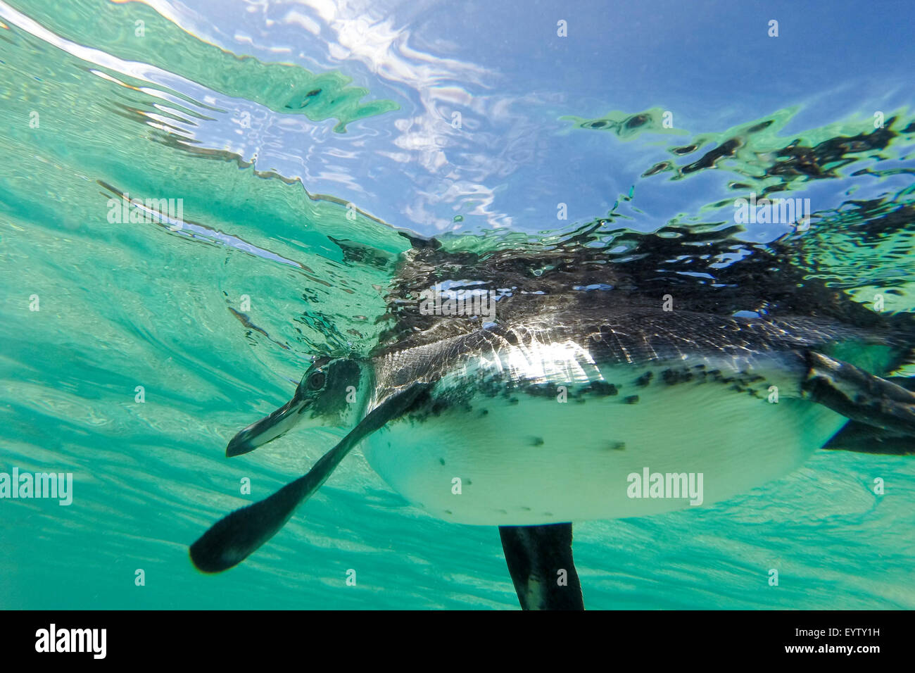 Nahaufnahme von einer kleinen Galápagos-Pinguin Schwimmen unter Wasser. Galapagos Insel. Ecuador-2015 Stockfoto