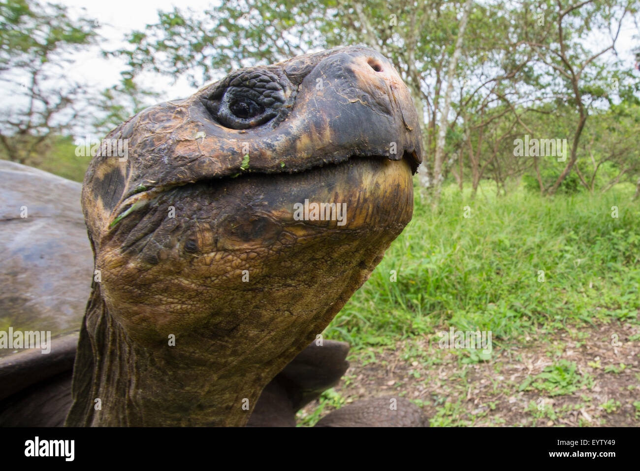 Galapagos Land Riesenschildkröte, Essen und Rasen in El Chato Tortoise Reservat. Galapagos Inseln 2015. Stockfoto