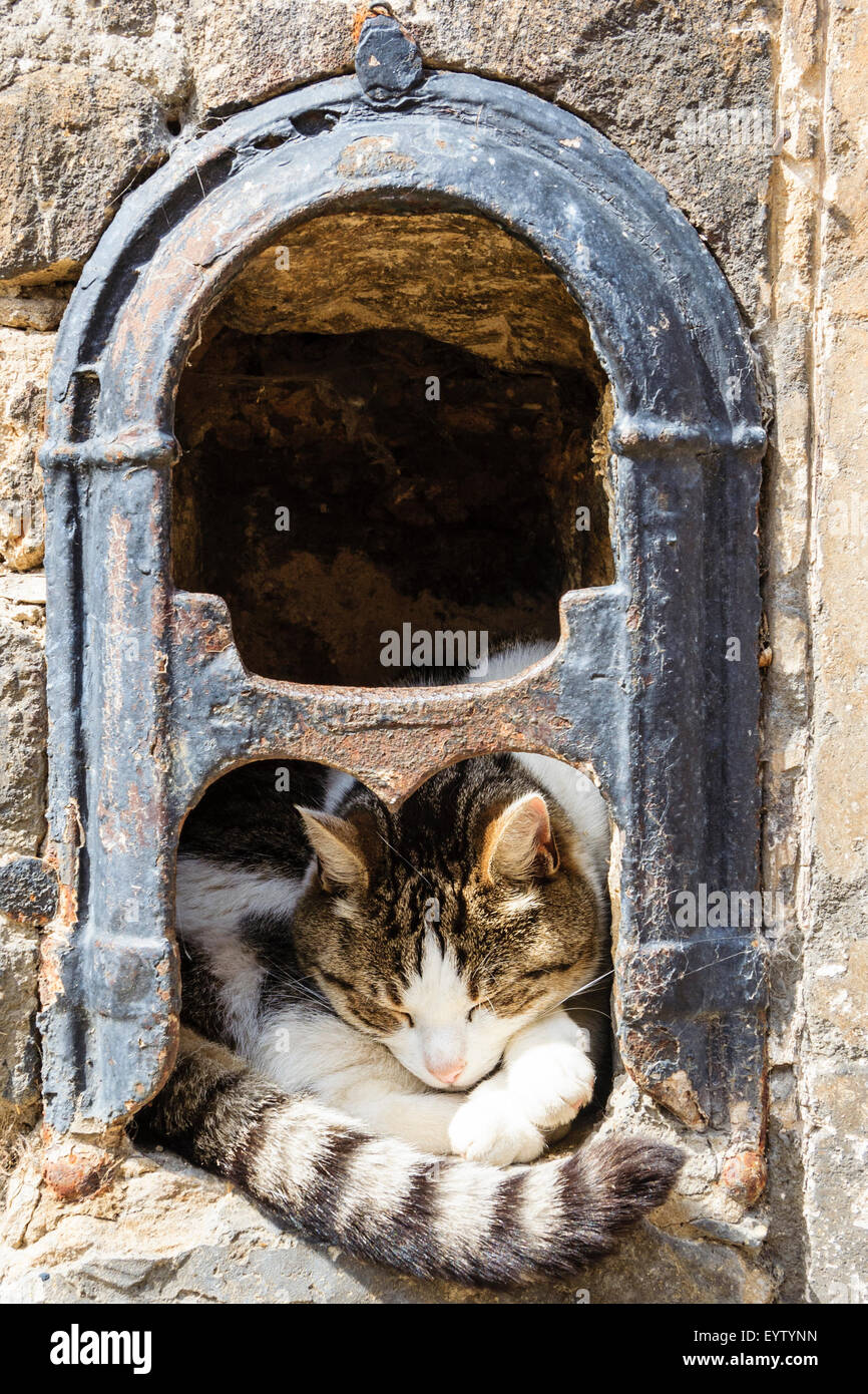 Katze zusammengerollt Schlafen im 19. Jahrhundert Eisen schuh Schaber, in Stein an der Wand montiert. Sonnenlicht auf Kopf und Schwanz der Katze wie Er schläft mit dem Kopf auf die Pfoten. Stockfoto