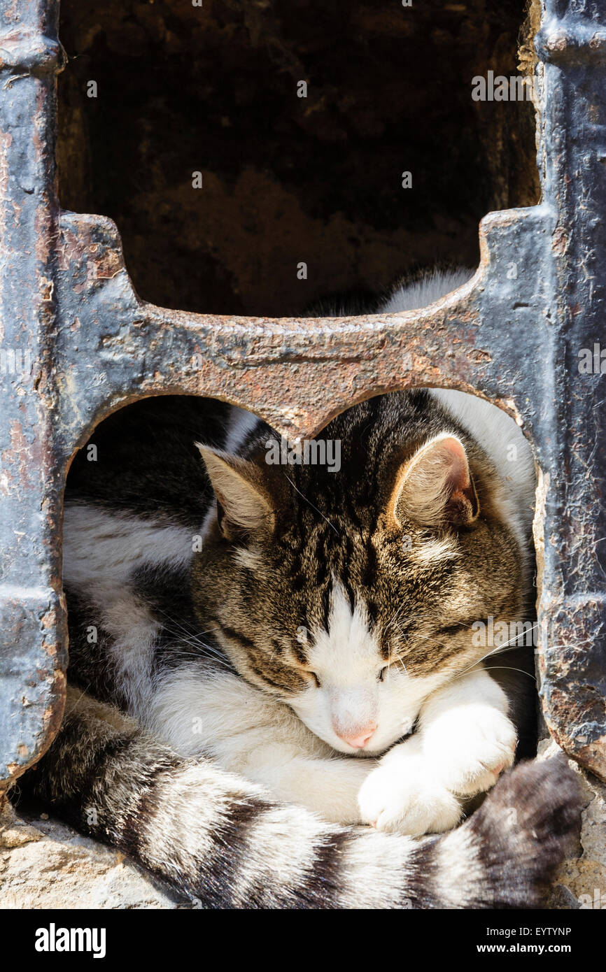 Katze zusammengerollt Schlafen im 19. Jahrhundert Eisen schuh Schaber, in Stein an der Wand montiert. Sonnenlicht auf Kopf und Schwanz der Katze wie Er schläft mit dem Kopf auf die Pfoten. Stockfoto