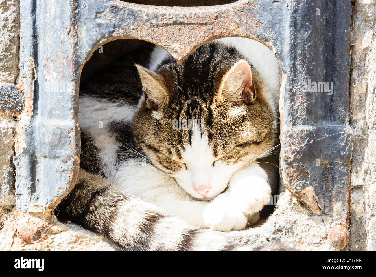Katze zusammengerollt Schlafen im 19. Jahrhundert Eisen schuh Schaber, in Stein an der Wand montiert. Sonnenlicht auf Kopf und Schwanz der Katze wie Er schläft mit dem Kopf auf die Pfoten. Stockfoto