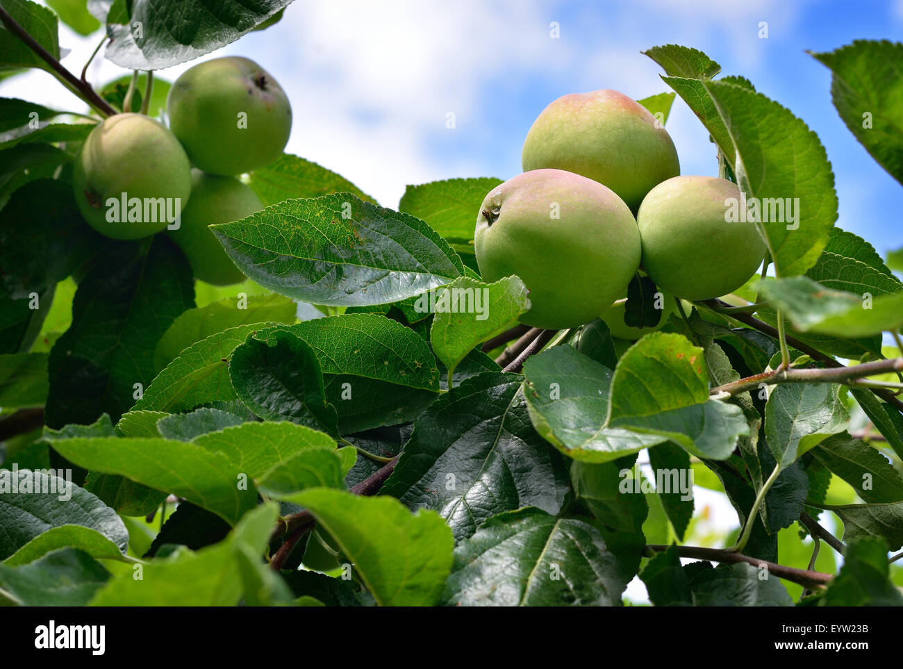 Nahaufnahme reife Äpfel am Baum. Sommer-Obstgarten. Kopieren Sie Raum. Stockfoto