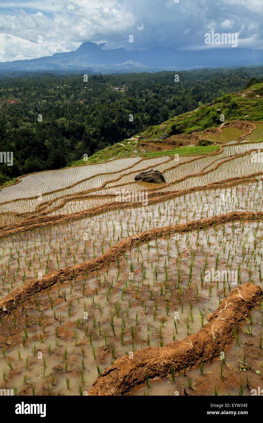 Reisterrassen an einem trockenen Oktobertag in der Nähe von Bambalu, Tana Toraja, Süd-Sulawesi, Indonesien. Stockfoto