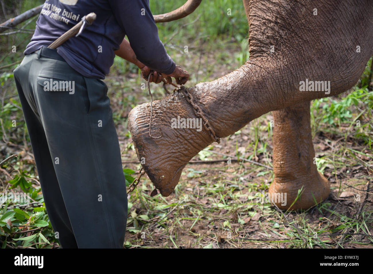 Mahout Schäkel-Ketten auf Elefantenfüße überprüfen. Stockfoto